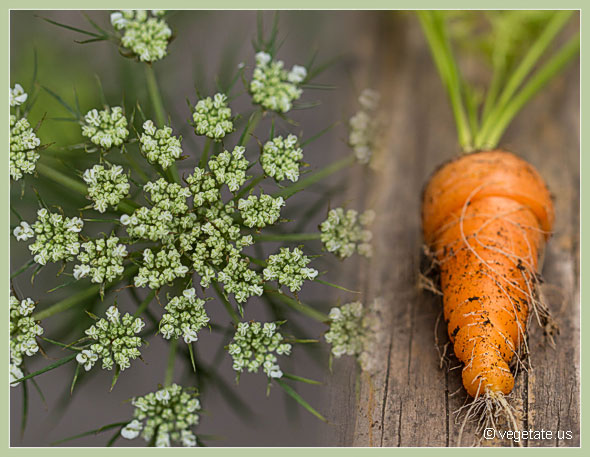 Homegrown Carrot w/Carrotflower ~ From Vegetate, Vegan Cooking & Food Blog